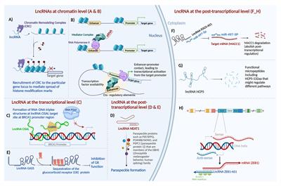 Radiotherapy and breast cancer: finally, an lncRNA perspective on radiosensitivity and radioresistance